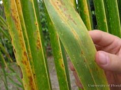 Coconut under threat in Dominica