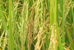 Guyana Government calls on rice millers to pay outstanding arrears to farmers