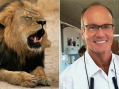 Zimbabwe drops case against lion killer