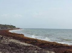 Jamaica Government allocates initial $5 million for removal of sargassum seaweed