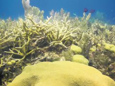 Caribbean reefs affected by mass bleaching