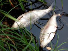 Tests underway and water supply shut down in St Lucia after dead fish found in river source