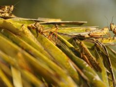 Bolivia declares emergency over locust plague