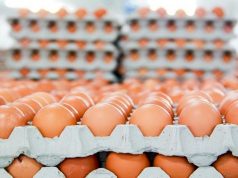 Almost 25,000 Illegally Imported Eggs Destroyed in Turks and Caicos