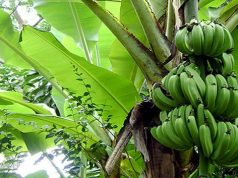 St Kitts government distributes thousands of banana and plantain suckers