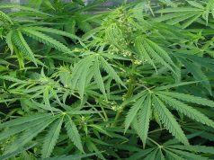 Authorities Intercept Cannabis Shipment in Grenada