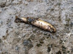 US toxic train crash killed nearly 45,000 animals