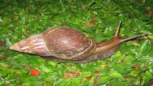 Snail in Ubud, Bali, 2010