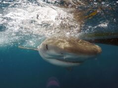 Bahamas dive company launches probe 10-year-old is bitten by shark