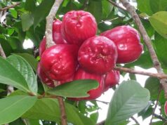 Jamaican who allegedly killed man ‘over apples’ granted bail