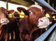 T&T’s agriculture minister warns against purchasing illegal livestock