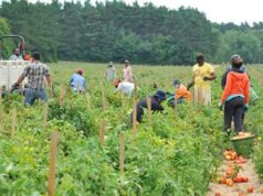 Saint Lucian workers allowed to remain in Canada between contracts