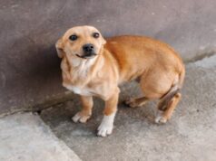 Grenada Warns Performers Against Using Animals in Spicemas Events