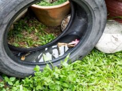 Increase in mosquitoes across Jamaica since hurricane