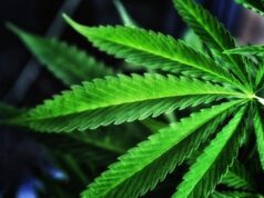 Police seize over half a million worth of cannabis at Antigua’s airport