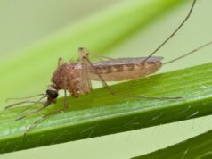 First human case of West Nile virus infection detected in Guadeloupe