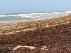 Grenada to host international conference on sargassum