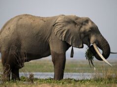 Zimbabwe to cull elephants to feed citizens