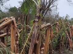Hurricane Beryl pushes Jamaica’s inflation to 2.4% in August