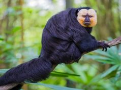 Monkeys found dead in China zoo