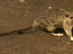 Vector Control Unit calls on public to do their part in fight against Kingstown rodents