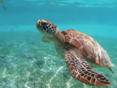 Three Dead, Dozens Hospitalised in Philippines After Consuming Endangered Sea Turtle