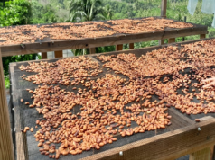 Cocoa farmers and agro-processors participate in field tour as part of Cocoa Post-harvest Processing and Quality Management Workshop
