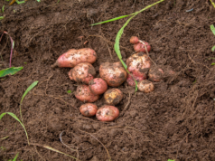 Fourth Harvesting Activity of White Potatoes at Montreal