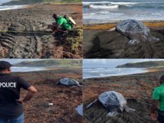 Community, Monitors, and Police Team Up to Save Nesting Sea Turtle