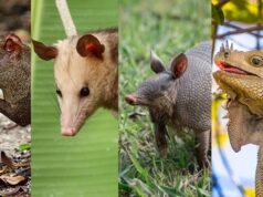 Forestry Services appealing to the public to refrain from capturing and disrupting wildlife species