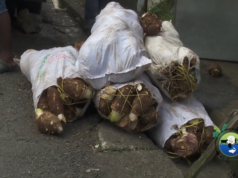 Pilot Dasheen Shipment to UK After Successful Post-Harvest Trials