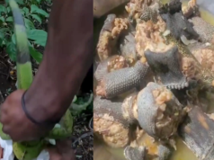 Forestry Calls on Hunters to Desist from Using Injurious Hunting Methods