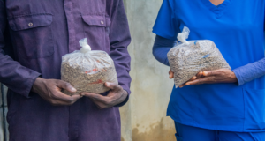 Agriculture Ministry Reports Positive Results from Conch-Based Pig Feed Trial